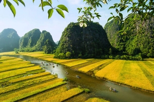 تام کوک در نین بین