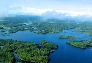 جنگل آمازون