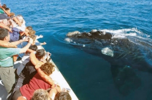 طبیعت وحشی پنینسولا والدز